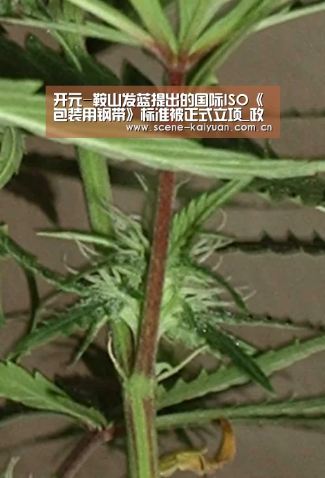 开元棋牌官网