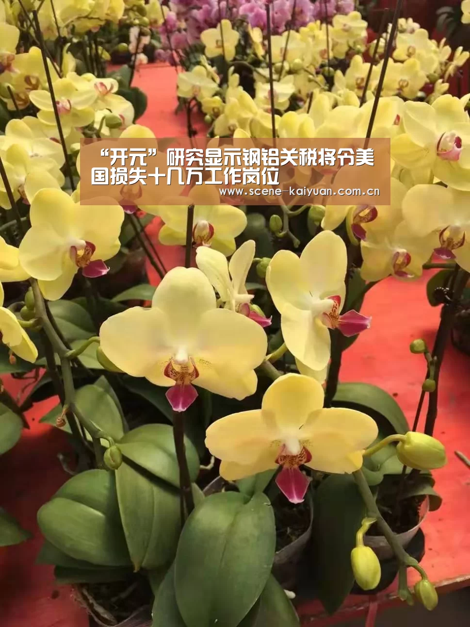 “开元”研究显示钢铝关税将令美国损失十几万工作岗位(图3) 开元棋牌官网